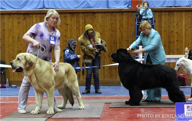 Фото: ньюфаундленд Акватория Келвин Премиум фром Никас