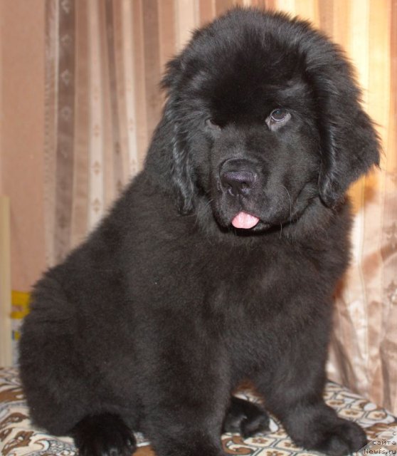 Фото: ньюфаундленд Bjornebandens Nancy Wilson, ньюфаундленд Бегущая по Волнам Сун ин Му Ханд (Beguschaya po Volnam Sun in My Hand)