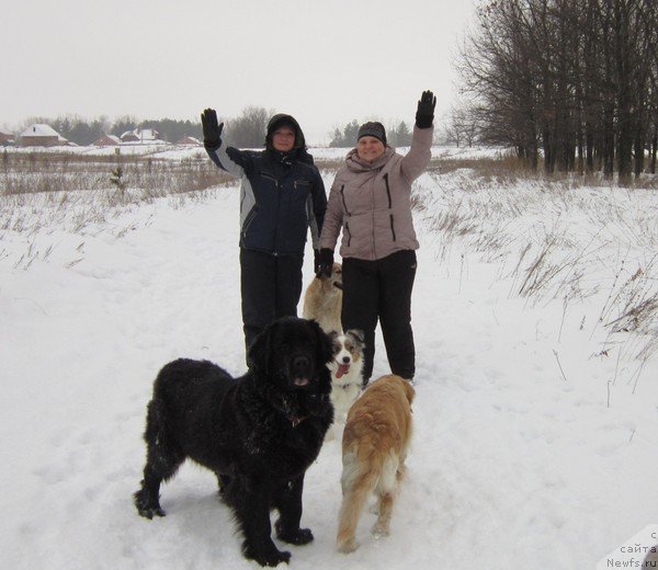 Фото: ньюфаундленд Роскошь Золотая