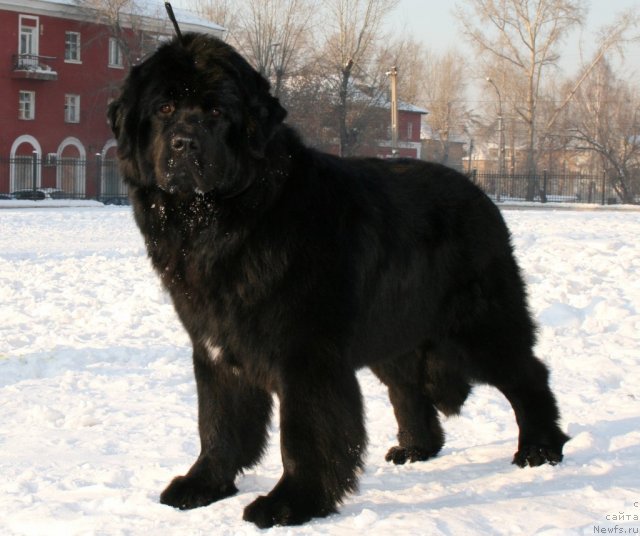 Фото: ньюфаундленд Пассия Короля из Медвежьего Яра (Passia Korolya iz Medvejyego Yara)