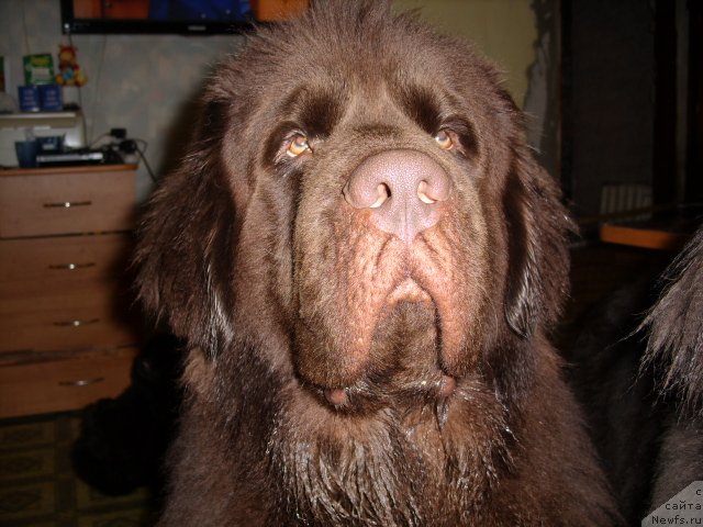 Фото: ньюфаундленд Черный Шарм Амбер Бест Дог ФО Марлеон