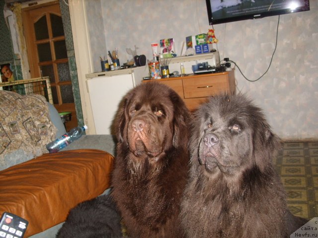 Фото: ньюфаундленд Черный Шарм Амбер Бест Дог ФО Марлеон, ньюфаундленд Аквамариновая Красотка для Марлеон