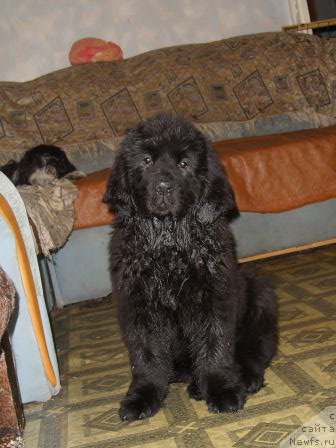 Фото: ньюфаундленд Княжна в Черном от Марлеон Дусвик