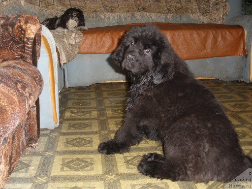 Фото: ньюфаундленд Княжна в Черном от Марлеон Дусвик