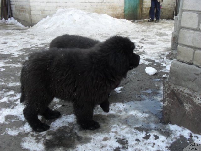 Фото: ньюфаундленд Джо Янг