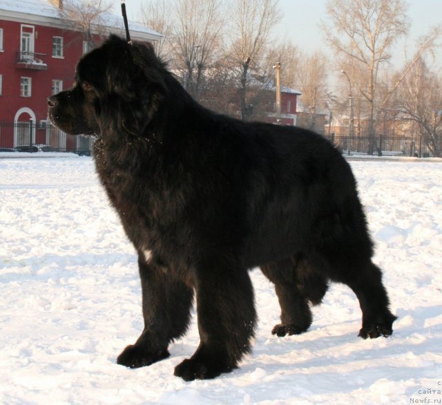 Фото: ньюфаундленд Пассия Короля из Медвежьего Яра (Passia Korolya iz Medvejyego Yara)