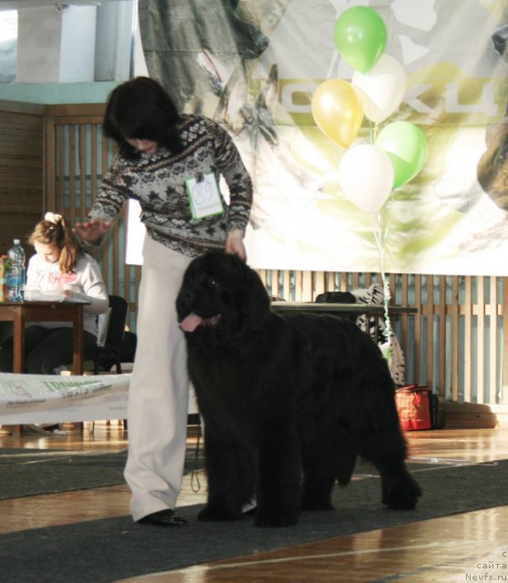 Фото: ньюфаундленд Bears Cove Lucky Break