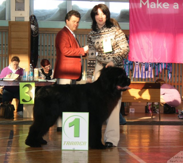 Фото: ньюфаундленд Bears Cove Lucky Break