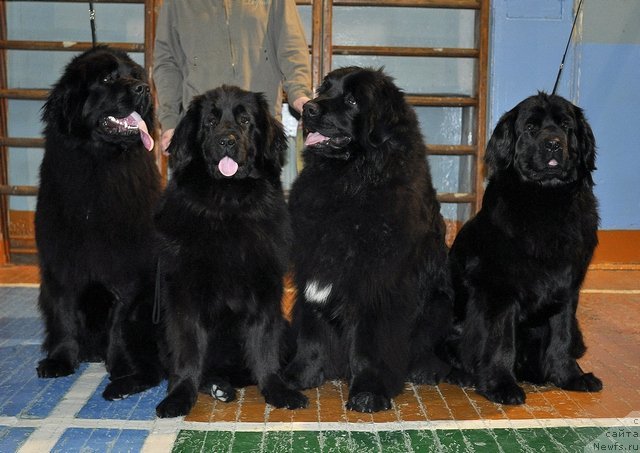 Фото: ньюфаундленд Уильям Наследник Трона, ньюфаундленд Александрия Моя Радость, Миша, ньюфаундленд Нефертити Красавица Грядет