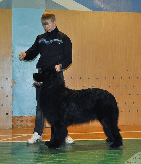 Фото: ньюфаундленд Уильям Наследник Трона