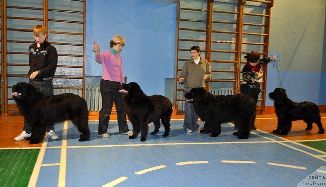 Фото: ньюфаундленд Уильям Наследник Трона, ньюфаундленд Александрия Моя Радость, Миша, ньюфаундленд Нефертити Красавица Грядет