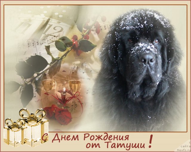 Фото: ньюфаундленд Супер Премиум Амелия Экшен