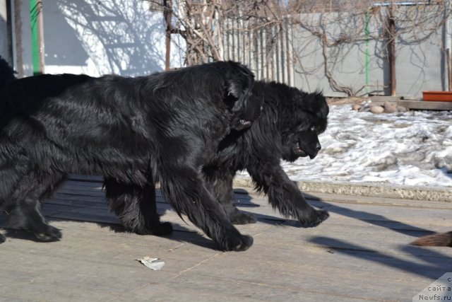 Фото: ньюфаундленд I'm Little Princess Midnight Bear, ньюфаундленд Супер Премиум Амелия Экшен