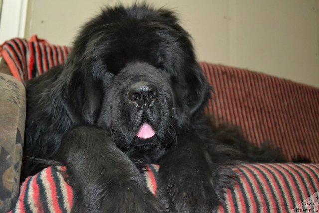 Фото: ньюфаундленд Супер Премиум Амелия Экшен