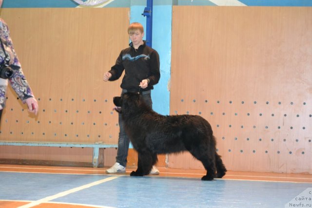 Фото: ньюфаундленд Уильям Наследник Трона