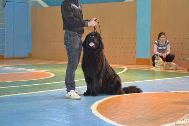 Фото: ньюфаундленд Уильям Наследник Трона