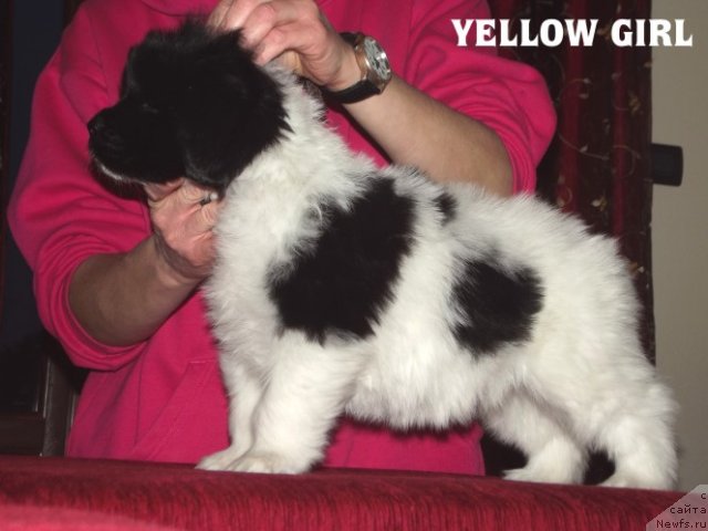 Фото: ньюфаундленд Cristalmarnewfy Christmas Dream