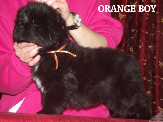 Фото: ньюфаундленд Cristalmar Cadeaux de Noel