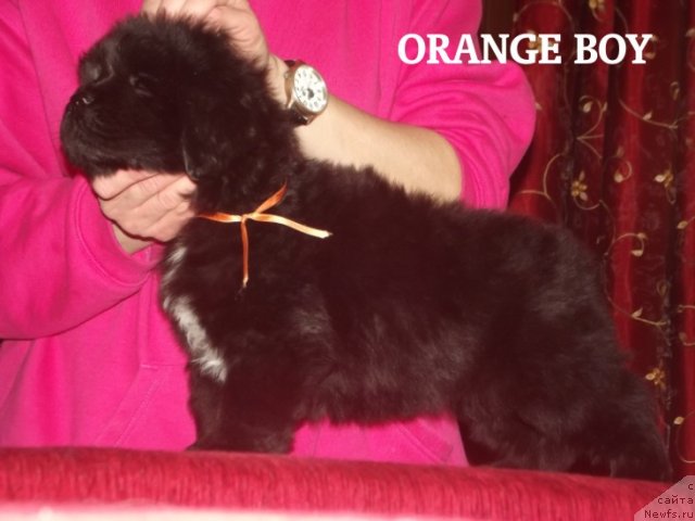 Фото: ньюфаундленд Cristalmar Cadeaux de Noel