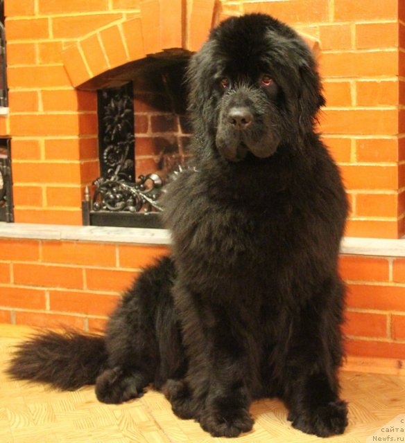 Фото: ньюфаундленд Их Высочество Глория Айрис (Ih Visochestvo Gloria Airis)