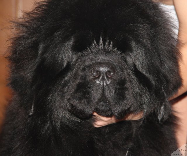 Фото: ньюфаундленд Их Высочество Глория Айрис (Ih Visochestvo Gloria Airis)