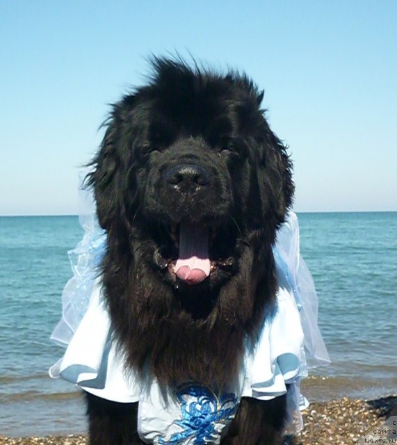 Фото: ньюфаундленд Талула Белл (Talula Bell)