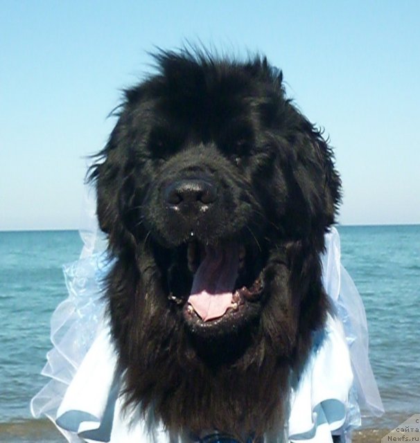 Фото: ньюфаундленд Талула Белл (Talula Bell)