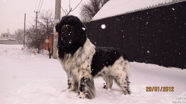 Фото: ньюфаундленд Плюшевая Панда Стиль-Санкт-Петербурга