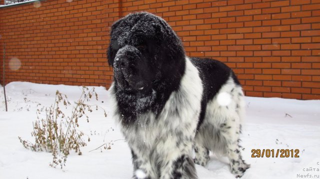 Фото: ньюфаундленд Плюшевая Панда Стиль-Санкт-Петербурга