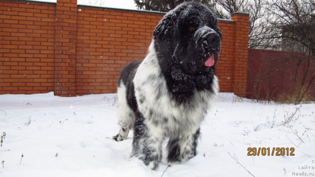 Фото: ньюфаундленд Плюшевая Панда Стиль-Санкт-Петербурга
