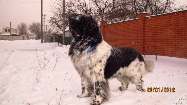 Фото: ньюфаундленд Плюшевая Панда Стиль-Санкт-Петербурга