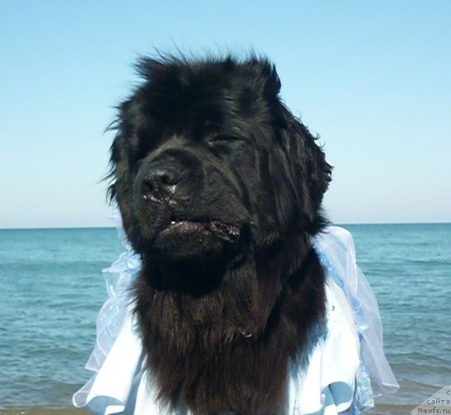 Фото: ньюфаундленд Талула Белл (Talula Bell)