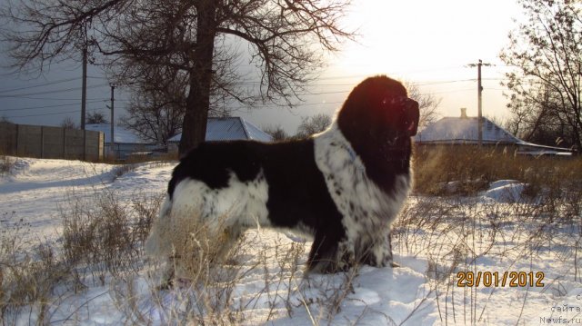 Фото: ньюфаундленд Плюшевая Панда Стиль-Санкт-Петербурга
