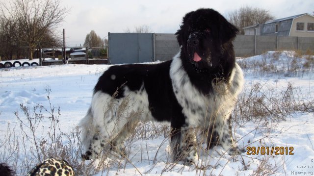 Фото: ньюфаундленд Плюшевая Панда Стиль-Санкт-Петербурга