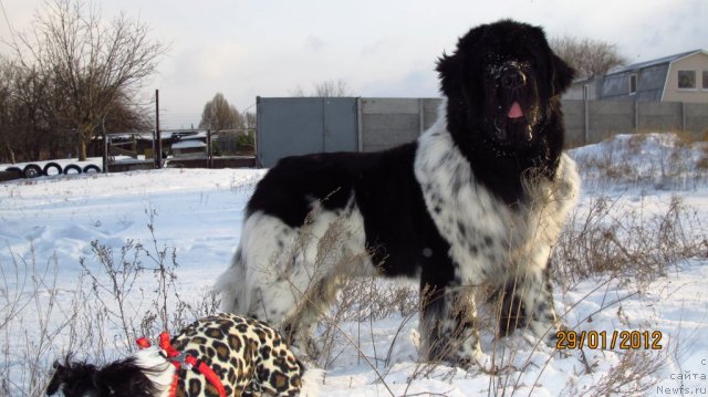 Фото: ньюфаундленд Плюшевая Панда Стиль-Санкт-Петербурга