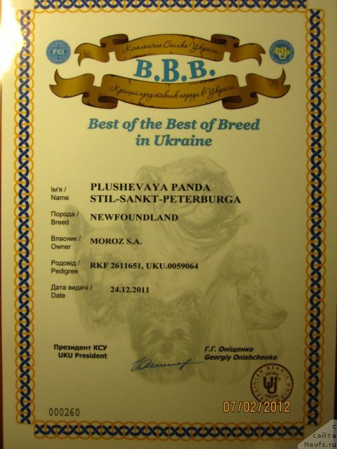 Фото: ньюфаундленд Плюшевая Панда Стиль-Санкт-Петербурга
