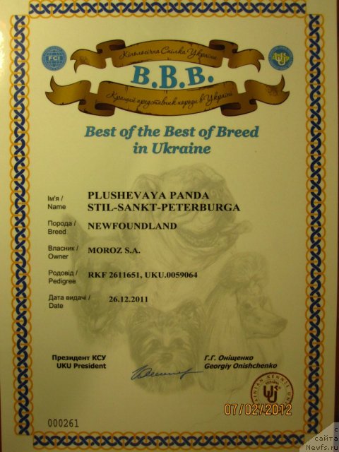 Фото: ньюфаундленд Плюшевая Панда Стиль-Санкт-Петербурга