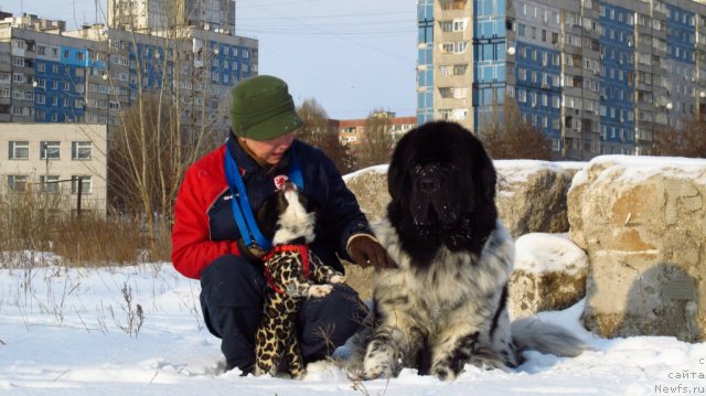 Фото: ньюфаундленд Плюшевая Панда Стиль-Санкт-Петербурга