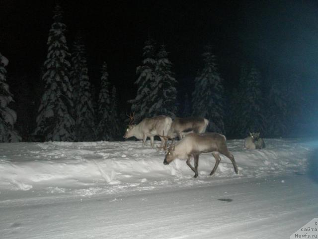 Фотография № 8684