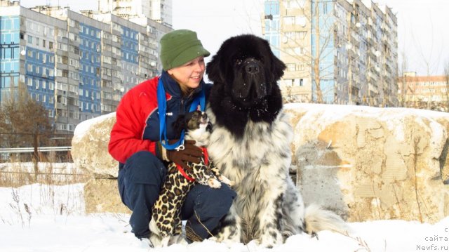 Фото: ньюфаундленд Плюшевая Панда Стиль-Санкт-Петербурга