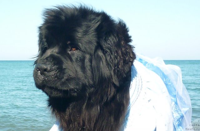 Фото: ньюфаундленд Талула Белл (Talula Bell)