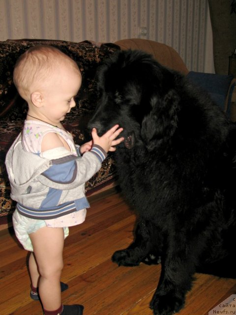 Фото: ньюфаундленд Звезда Ринга, Степа