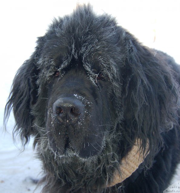 Фото: ньюфаундленд Сент Джонс Орфей