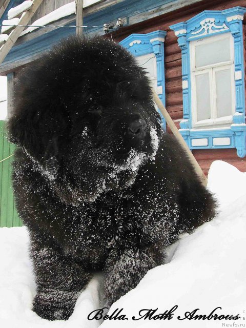 Фото: ньюфаундленд Бэлла Мосс Амброуз