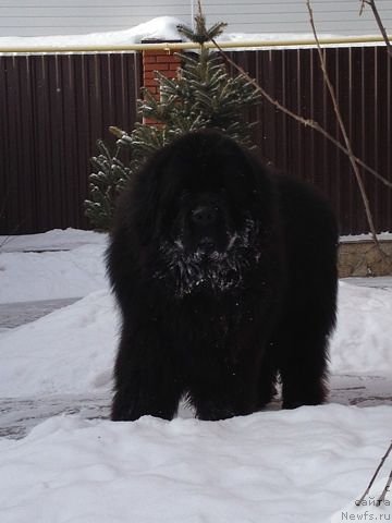 Фото: ньюфаундленд Черный Шарм Алессандро