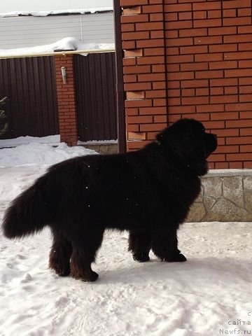 Фото: ньюфаундленд Черный Шарм Алессандро