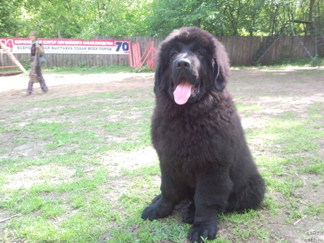 Фото: ньюфаундленд Уильям Наследник Трона