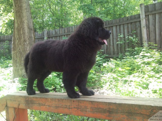 Фото: ньюфаундленд Уильям Наследник Трона