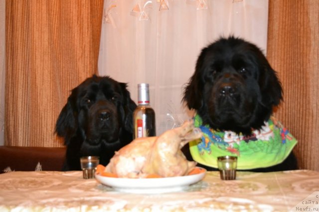 Фото: ньюфаундленд Уильям Наследник Трона, ньюфаундленд Нефертити Красавица Грядет