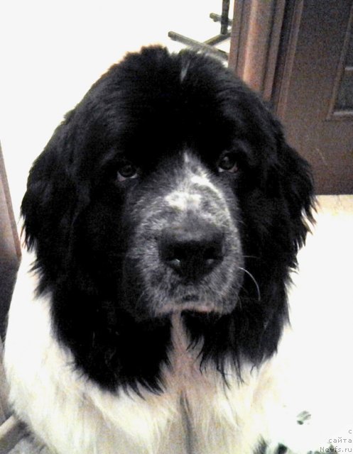 Фотография № 86888